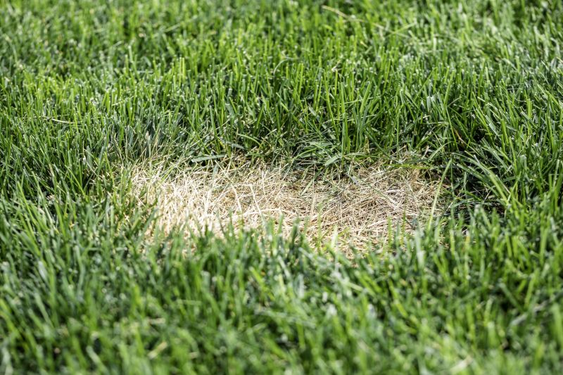 Lawn Enrichment in Honolulu, HI