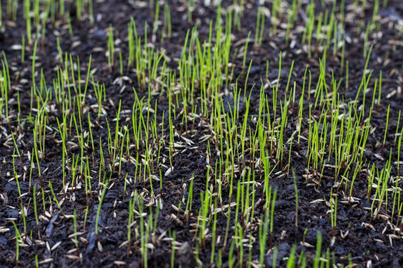 Yard Overseeding in Honolulu, HI