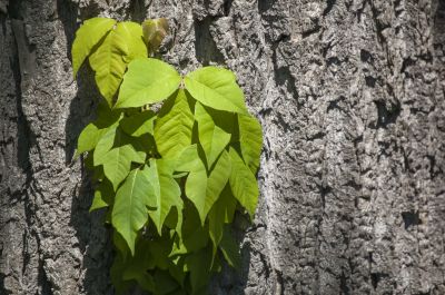 Poison Ivy Removal in Harford County, MD